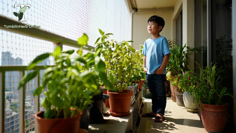 ปลูกสมุนไพร ในคอนโด