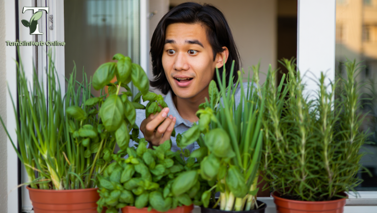 สมุนไพรปลูกง่าย