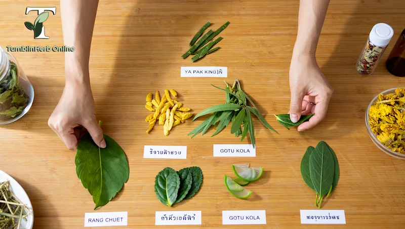 สมุนไพรฤทธิ์เย็น