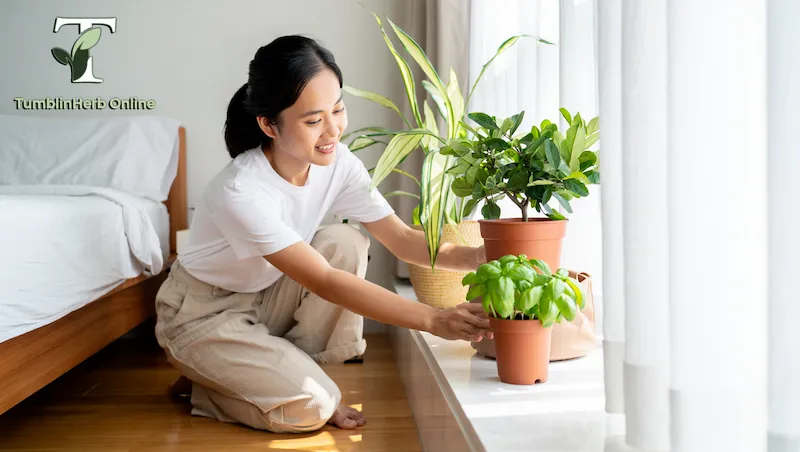 สมุนไพรไล่ยุง